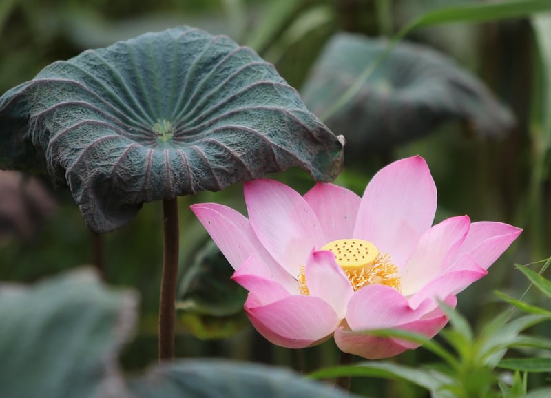 Lotus flower representing inner peace